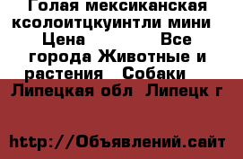 Голая мексиканская ксолоитцкуинтли мини › Цена ­ 20 000 - Все города Животные и растения » Собаки   . Липецкая обл.,Липецк г.